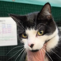 Photo of Pepito ** 2nd Chance Cat Rescue **