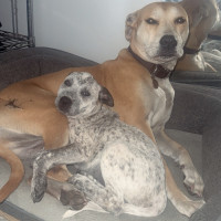 Photo of Sophia   3 Month Old Cattle Dog X