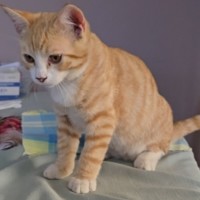 Photo of Smudge