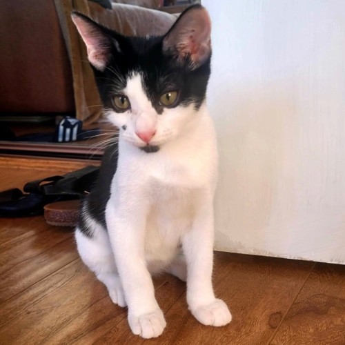Munro - Domestic Short Hair (DSH) Cat
