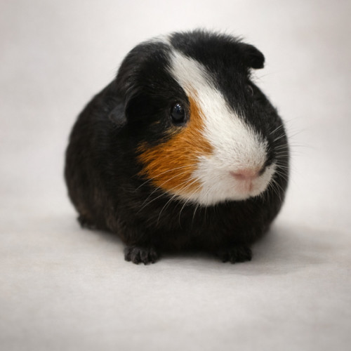 Jeff -  Guinea Pig
