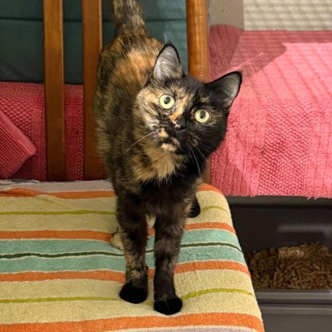 Photo of Pumpkin