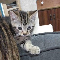 Photo of Atlas