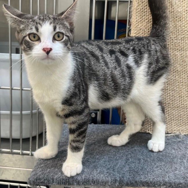 Photo of Bandar (9966)