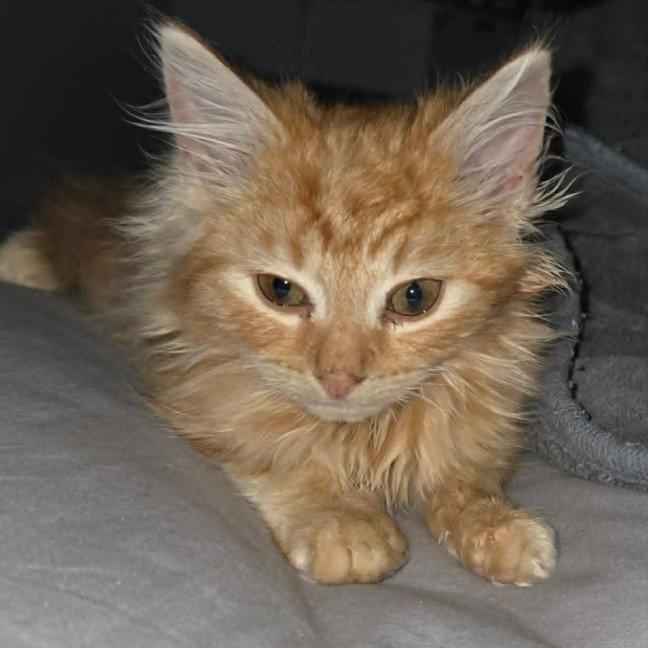 Photo of Red