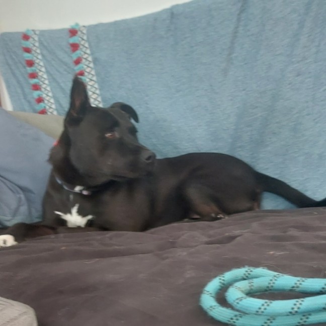 Photo of Rocky