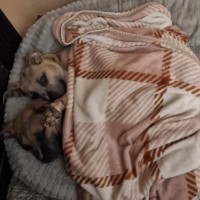 Photo of Thumper & Bambi 