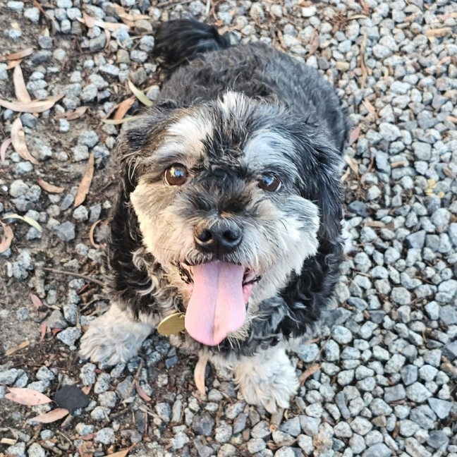 Photo of Sindoo & Bindoo