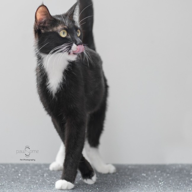 Photo of Opal **2nd Chance Cat Rescue**