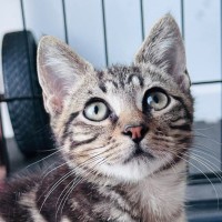 Photo of Tiki