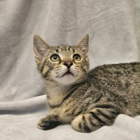 Photo of Bud   In Foster Care In Boronia