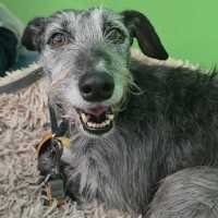 Photo of Georgie