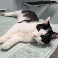Photo of Espie ** 2nd Chance Cat Rescue **