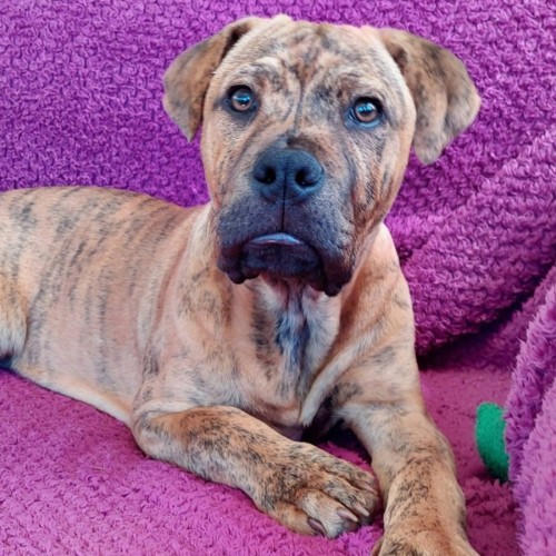 Dingo - Shar Pei x American Staffordshire Terrier Dog