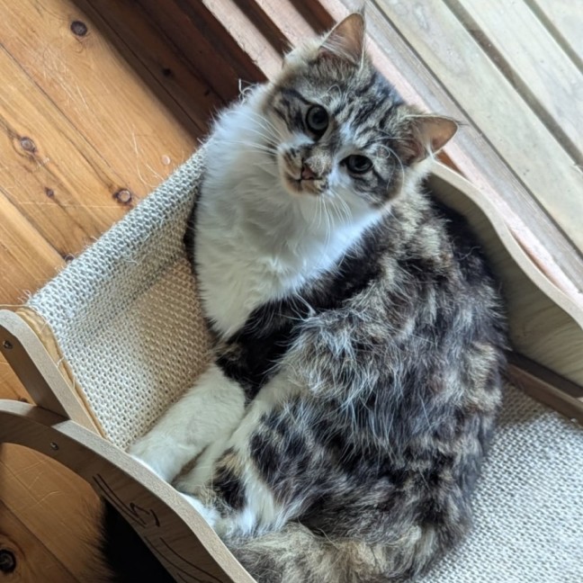 Photo of Muhma ( & Pumpkin) 2nd Chance Cat Rescue**