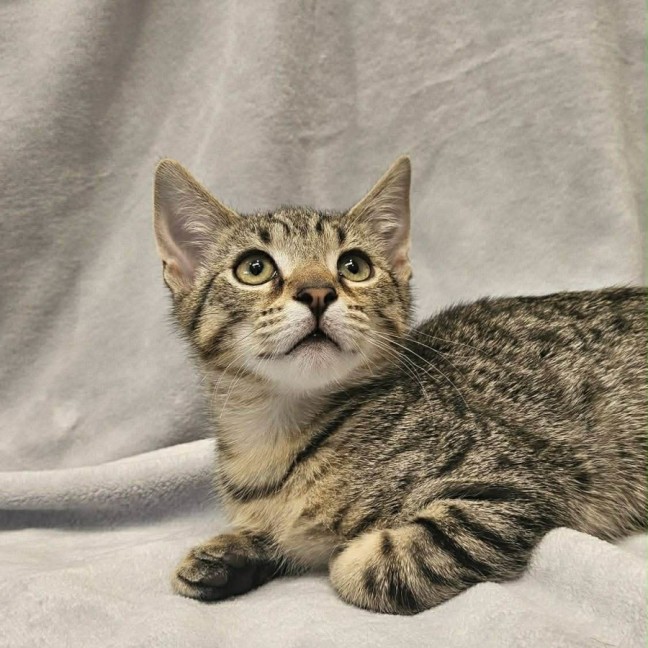 Photo of Bud   In Foster Care In Boronia