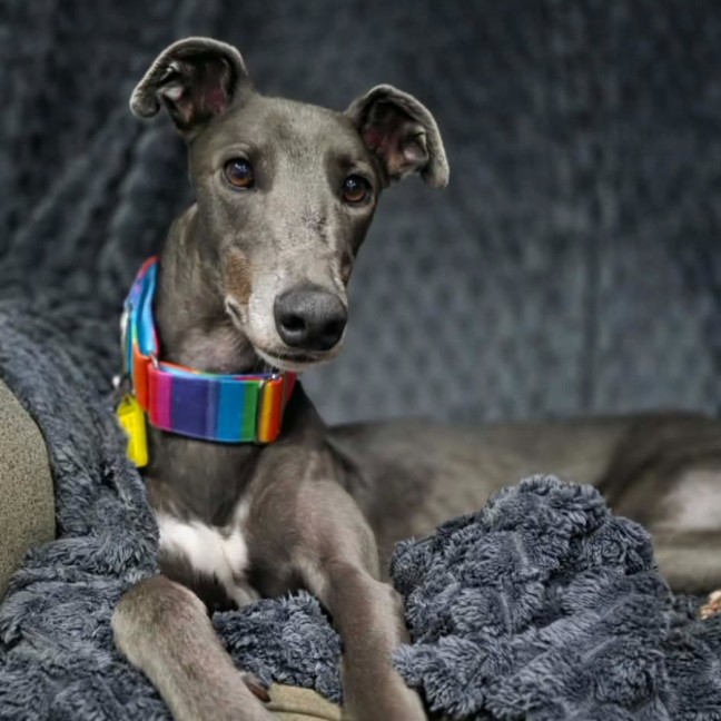 Photo of George, The Greyhound