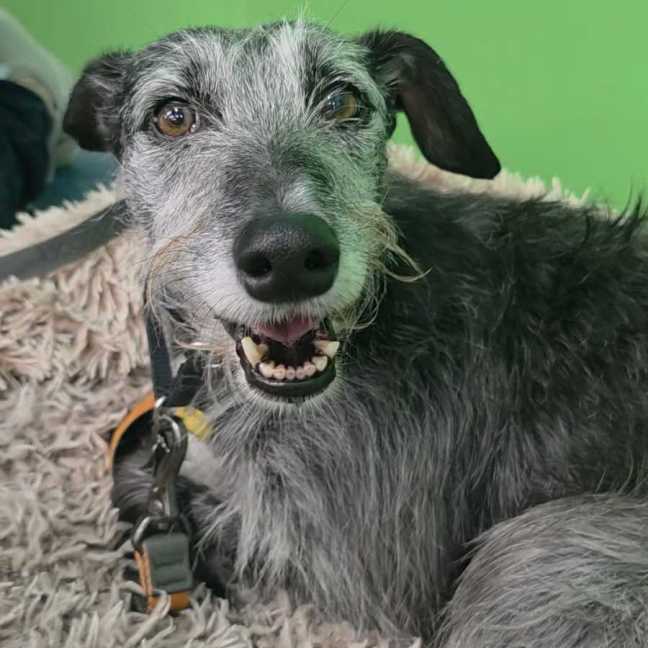Photo of Georgie