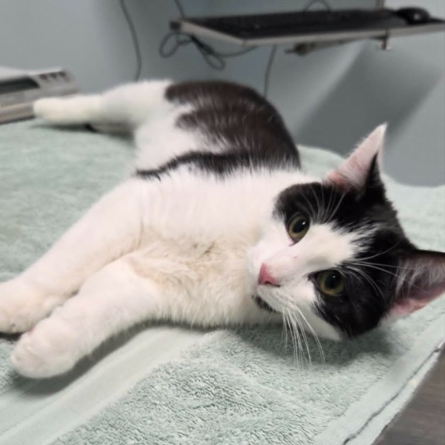 Photo of Espie ** 2nd Chance Cat Rescue **
