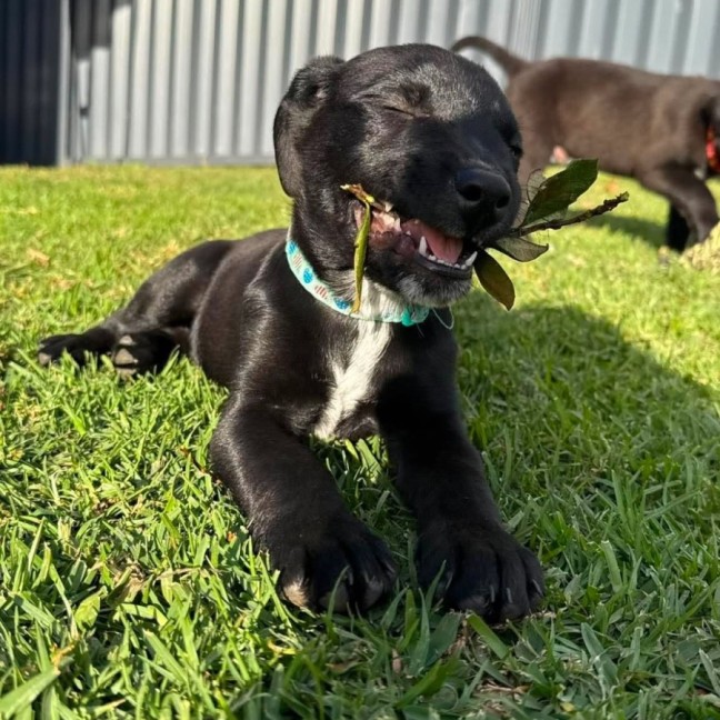 Photo of Dudley