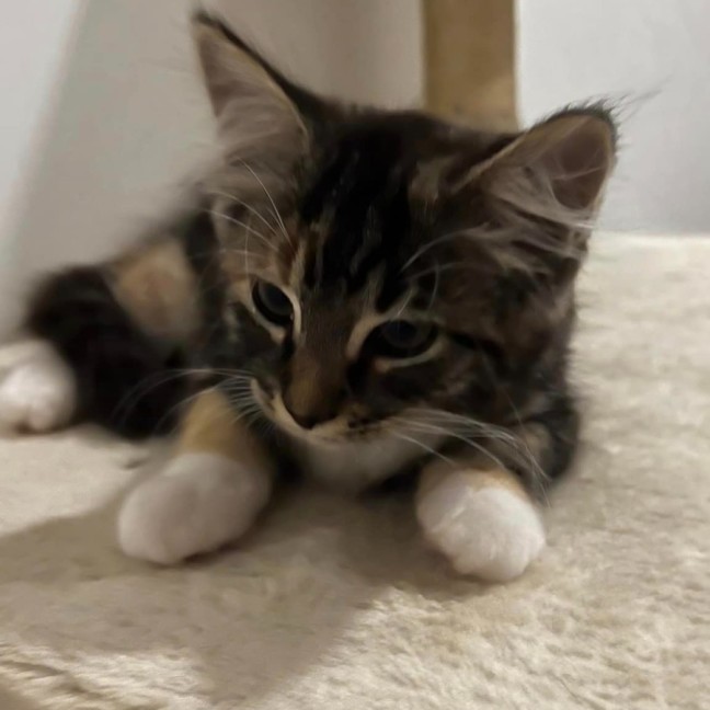 Photo of Buffy