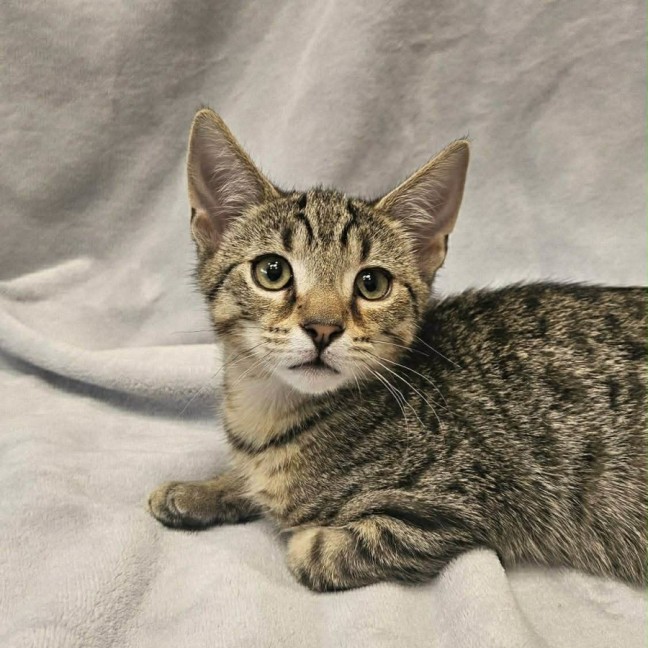 Photo of Bud   In Foster Care In Boronia