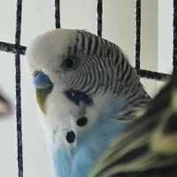 Photo of Pancake