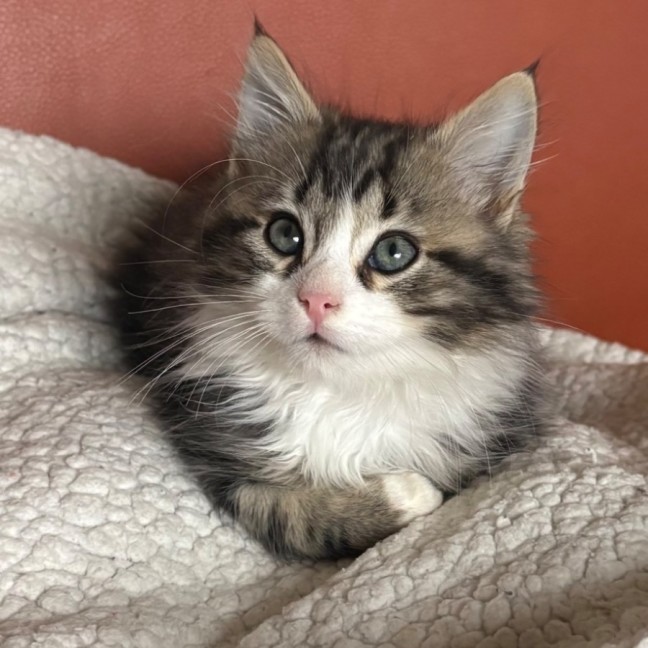 Photo of Jake 🦁💙🦁