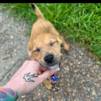 Photo of Juan   11 Week Old Staffy X
