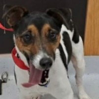 Photo of Fritz