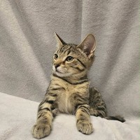 Photo of Bud   In Foster Care In Boronia