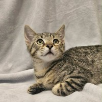 Photo of Bud   In Foster Care In Boronia