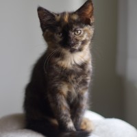 Photo of 🌷 Peppa 🌷