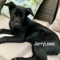 Photo of Jerry Lewis