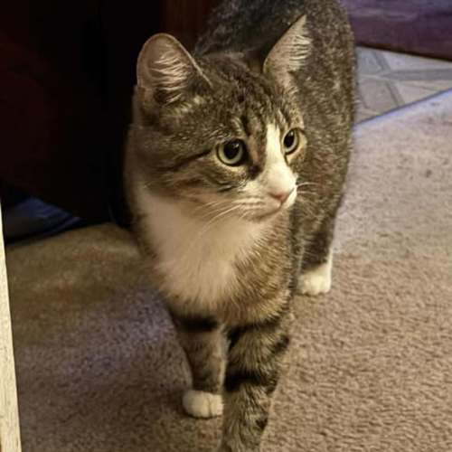 Prada - Domestic Short Hair (DSH) Cat