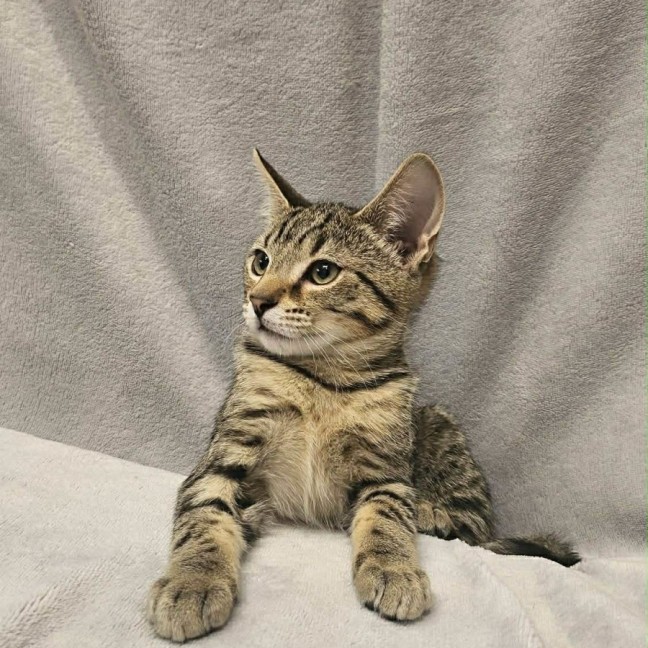 Photo of Bud   In Foster Care In Boronia