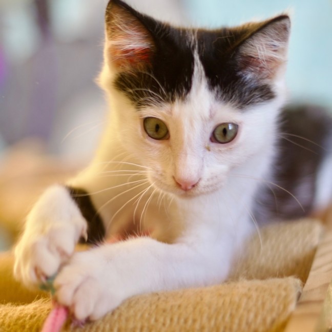 Photo of 🐭 Mickey 🐭