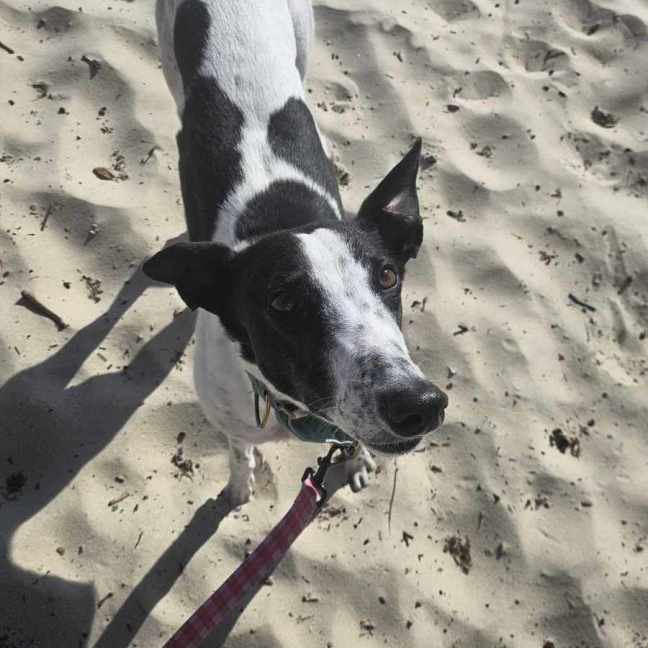 Photo of Zoe, The Greyhound