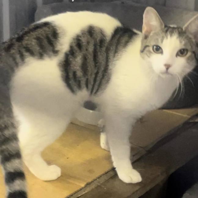 Photo of Buddy