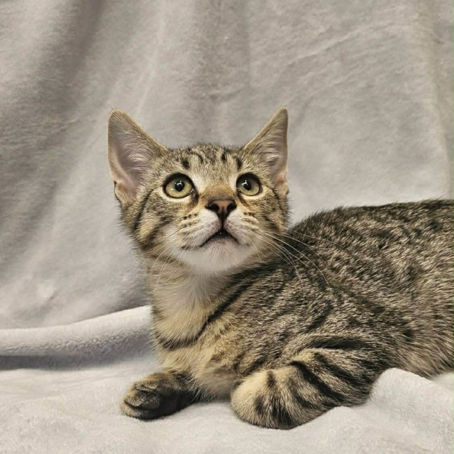 Photo of Bud   In Foster Care In Boronia