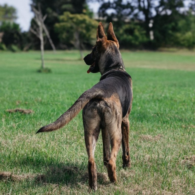 Photo of Scooby