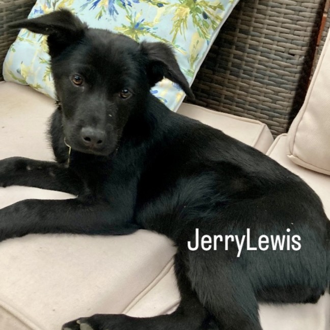 Photo of Jerry Lewis