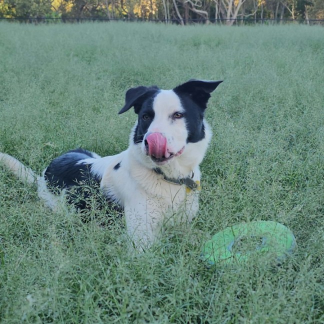 Photo of Alfie