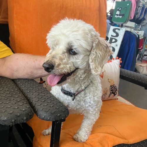 Sunshine - Poodle (Miniature) Dog