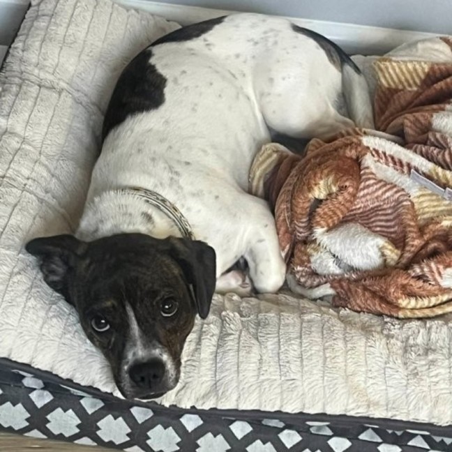 Photo of Daisy   10 Month Old Dachshund X Boston Terrier