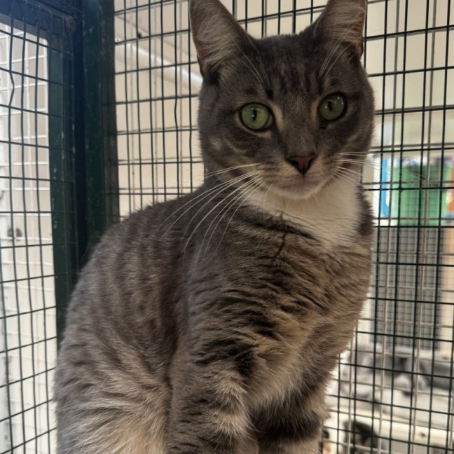 Photo of Simon & Garfunkel