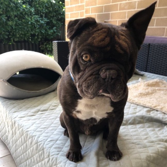 Photo of Frankie The One Eyed Frenchie