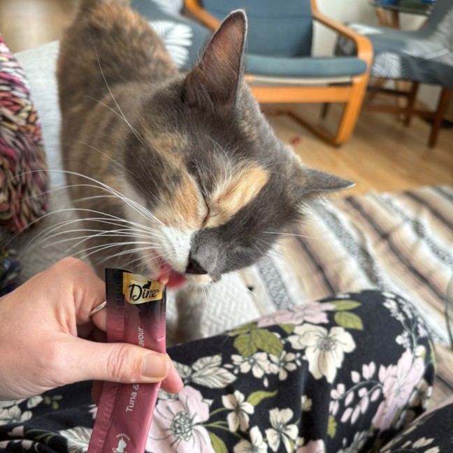 Photo of Snickers 