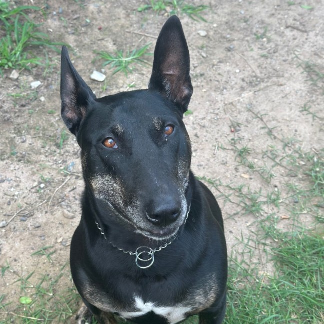 Photo of Josie