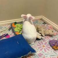 Photo of Violet (Bonded With Vivi)